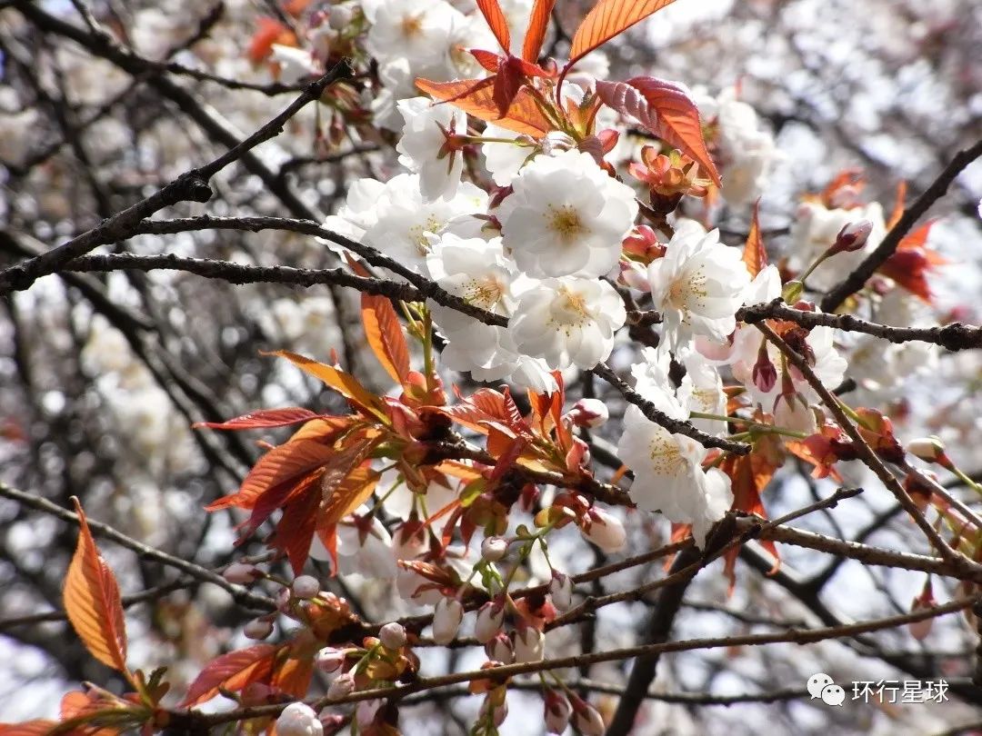 日本,沉迷樱花不能自拔_澎湃号·湃客_澎湃新闻-The Paper