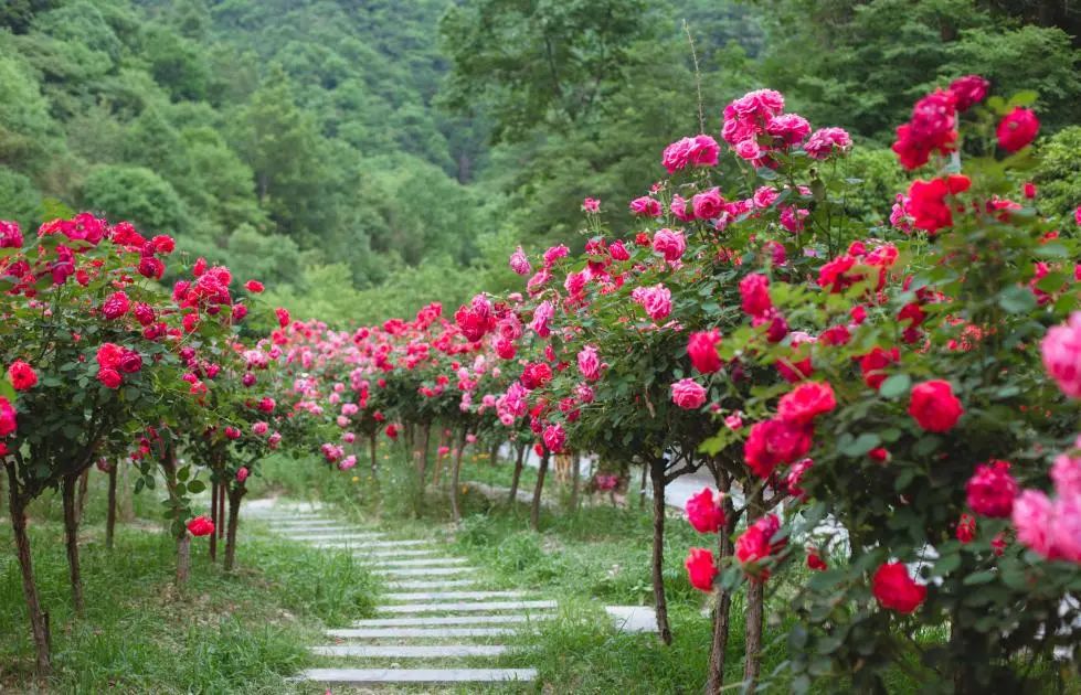 花开十堰 | 月季盛开的地方,藏着十堰初夏的浪漫