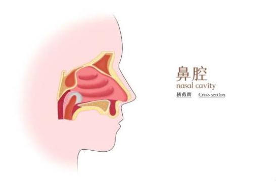 科普系列人有鼻中隔偏曲者十之八九