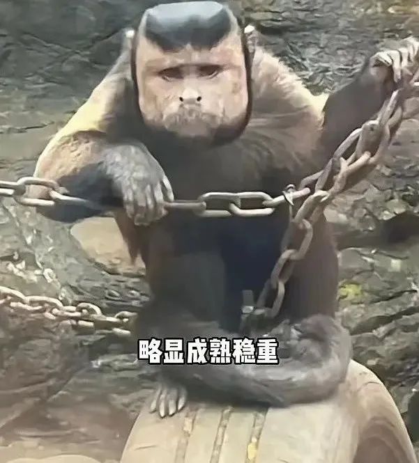 全网快被这只国字脸猴子笑死了略显成熟稳重网友像我老丈人