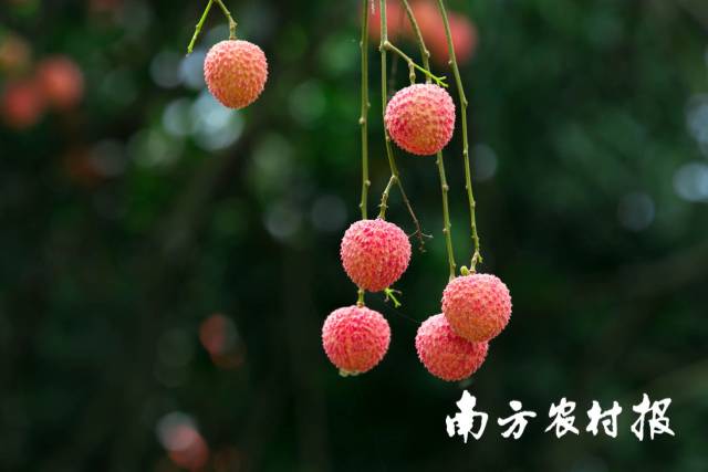 无荔枝不夏天！广州荔枝盛宴来了_澎湃号·媒体_澎湃新闻-The Paper