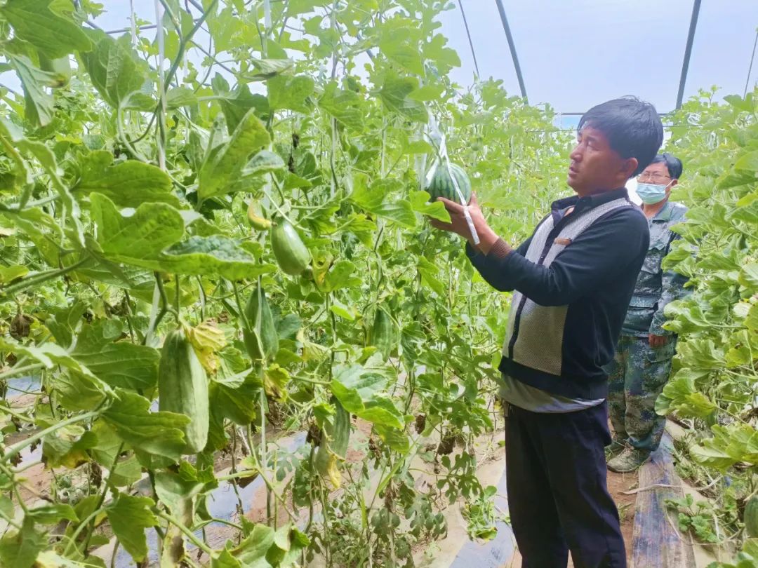 格尔木高原羊角蜜瓜成熟上市