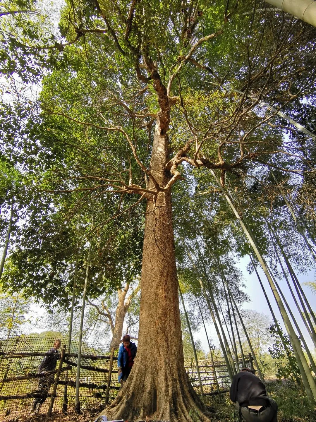 贵州的亚洲金丝楠木王，一棵树枝掉下来后就卖了几十万，这树这么值钱？ - 哔哩哔哩