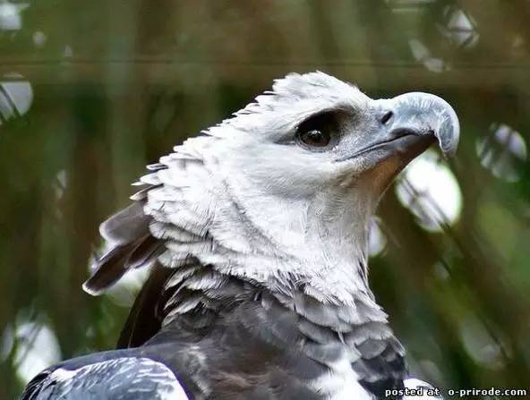 洛马米长尾猴(cercopithecus lomamiensis),亦有音译作勒苏拉(lesula)