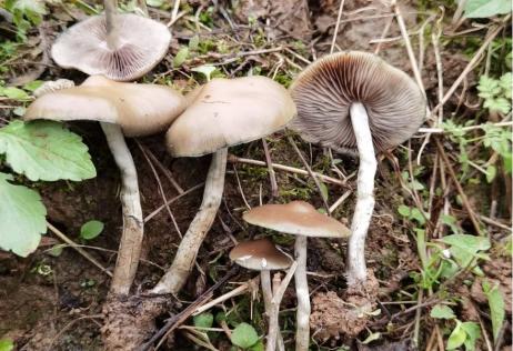 卵囊裸盖菇个头较小,菌盖黄褐色,幼时边缘有时呈现蓝色;菌柄白色,细长