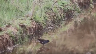 黑翅长脚鹬和它的野邻居们|水田里的生物多样性