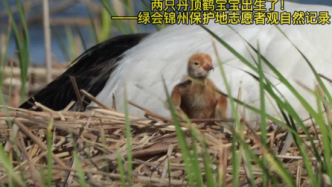 绿会锦州保护地两只丹顶鹤宝宝出生了！绿会志愿者观自然记录
