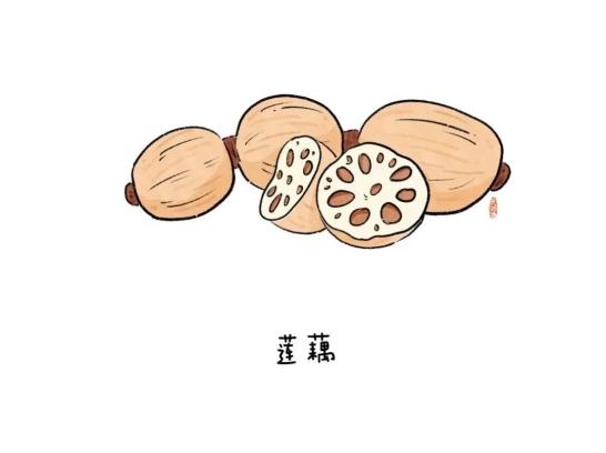 莲藕简笔画图片带颜色图片