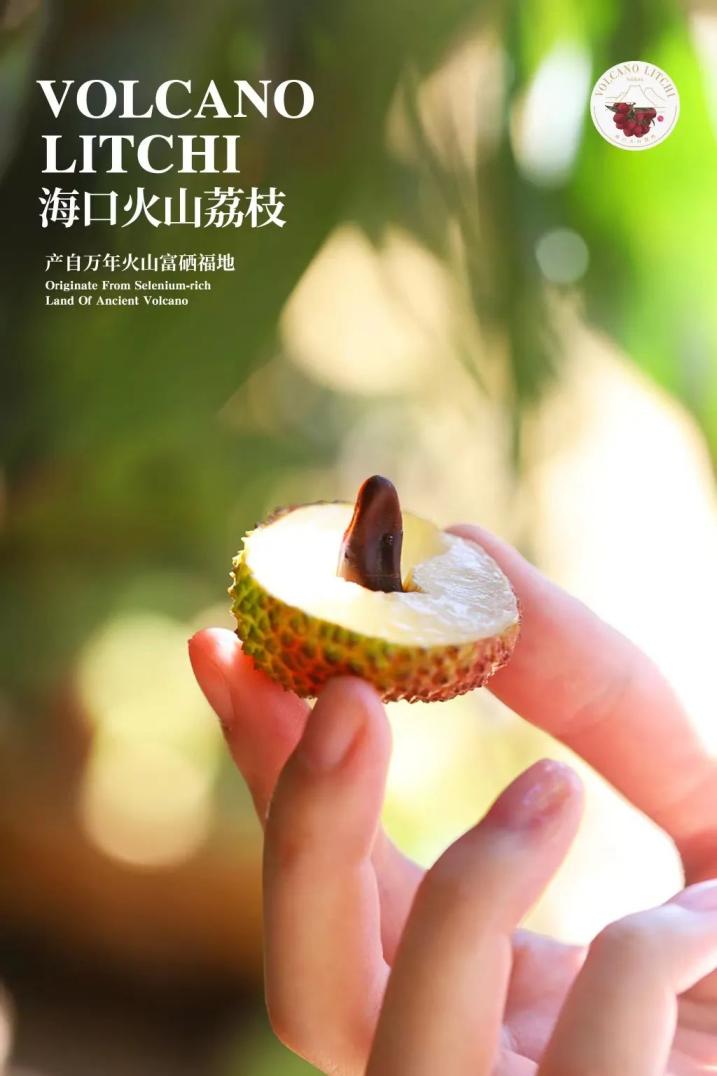 海口火山荔枝云庆丰收就在明天