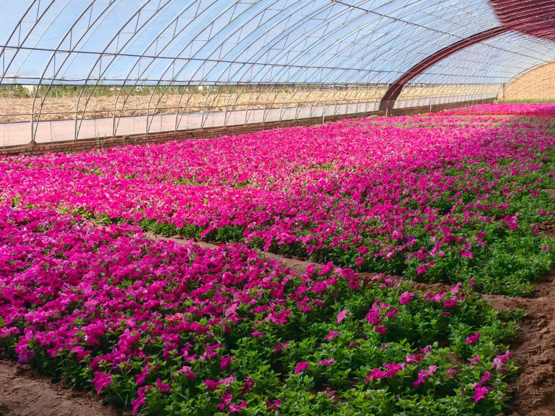伊旗花卉苗木自给率达到50