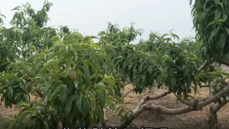 生物防治可行不？简单易行！桃园生物防治 |  绿会邻里生物多样性