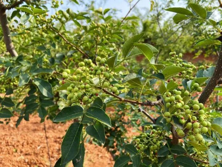 刚走进香鹿山镇砖古窑村的一片花椒地中,花椒的香气便扑面而来,花椒树