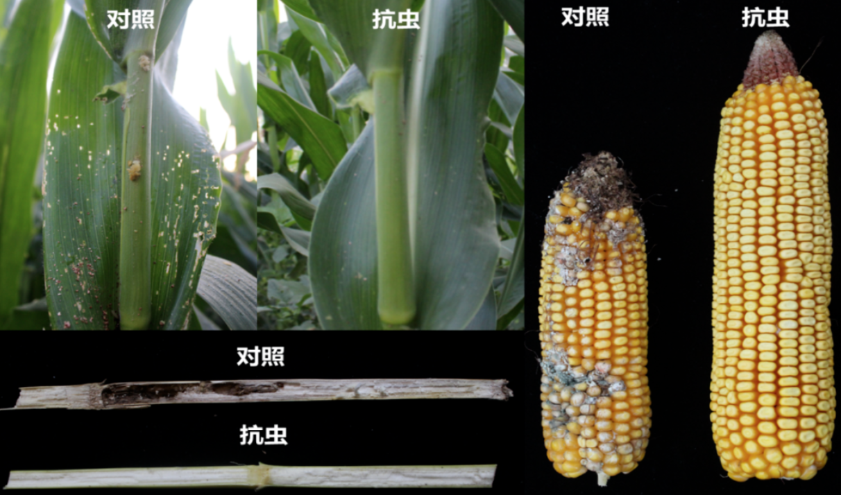转基因玉米对比图片