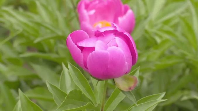 石家庄正定隆兴寺芍药花开正好