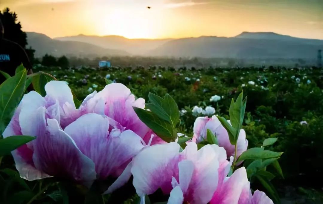 甘肃临洮8000亩紫斑牡丹迎来盛花期