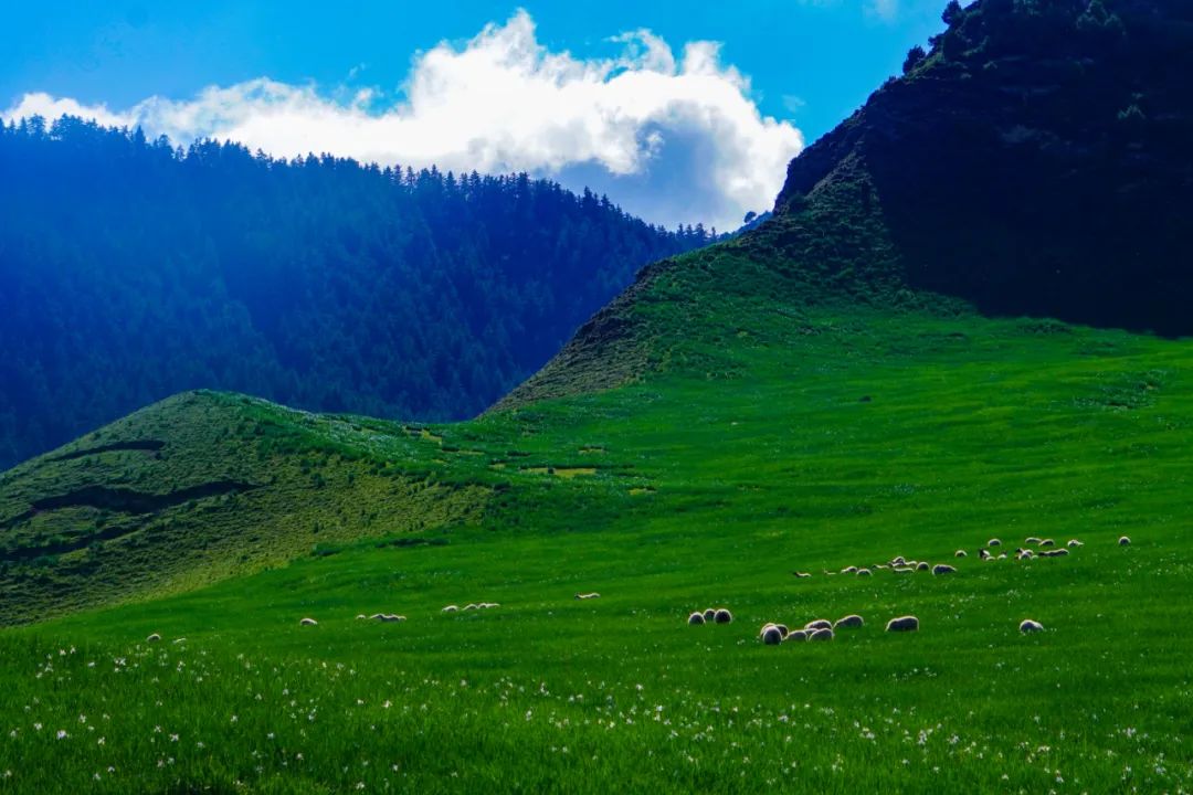 三峡森林公园山高谷深,地貌奇特.