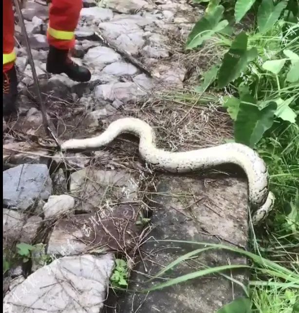 视频曝光!陆川一养鸡场惊现大蟒蛇,长3米多重40余斤