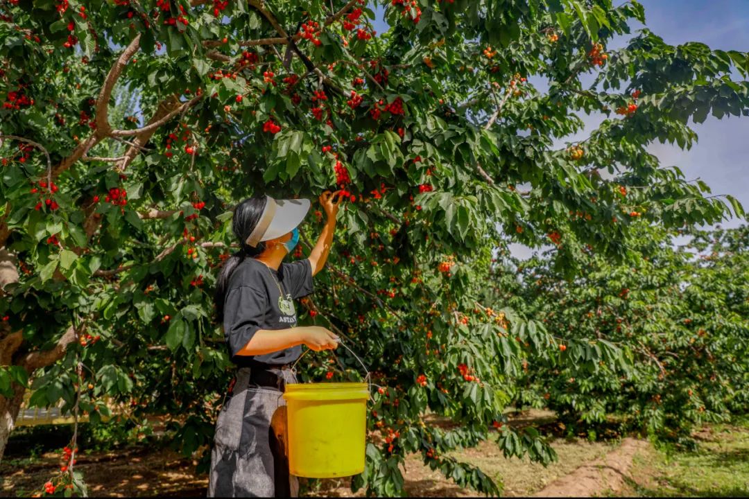 喀什市乃则尔巴格镇樱桃熟了农民乐了