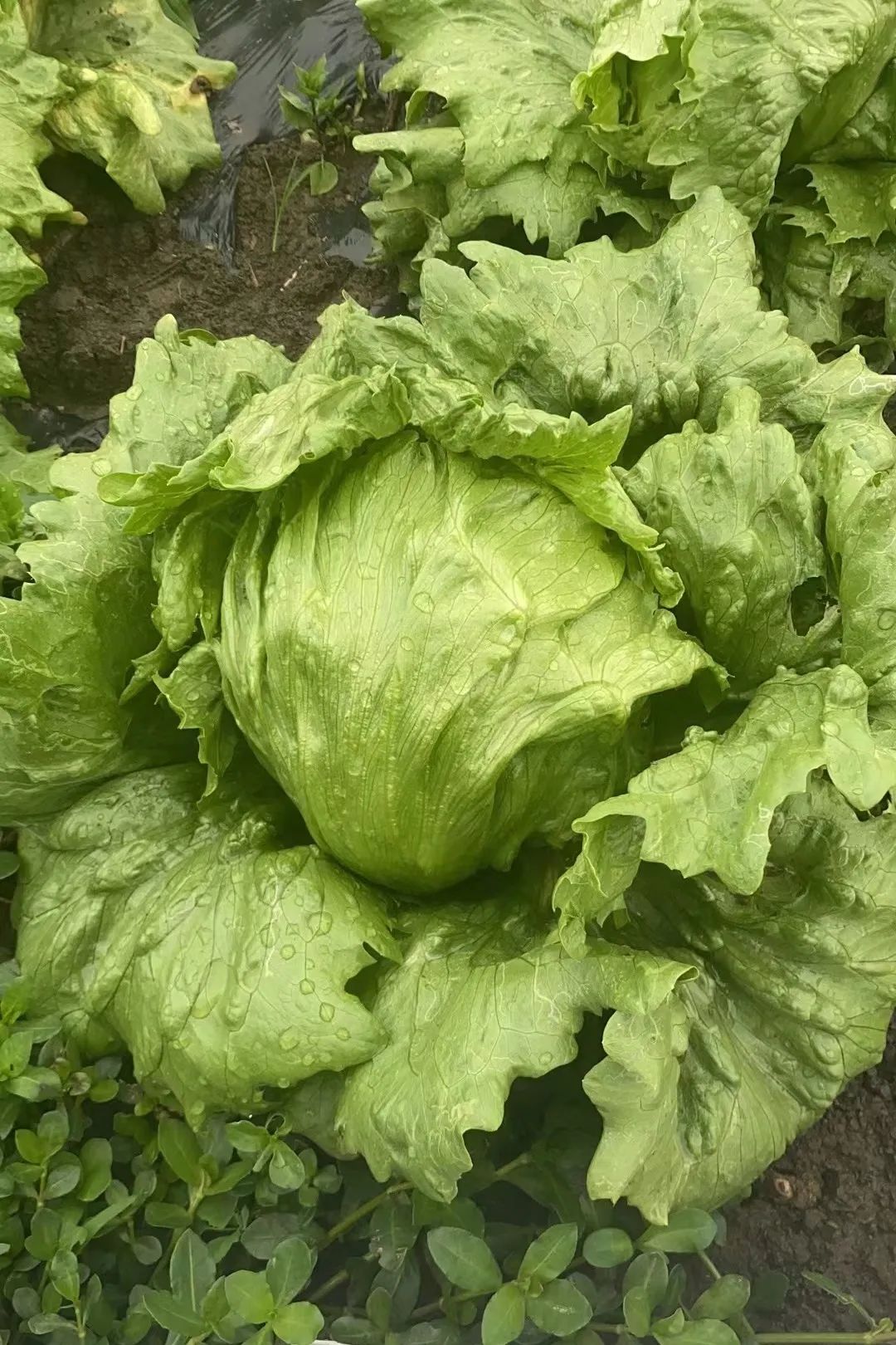 捐赠近两吨球生菜金山这家合作社有心了