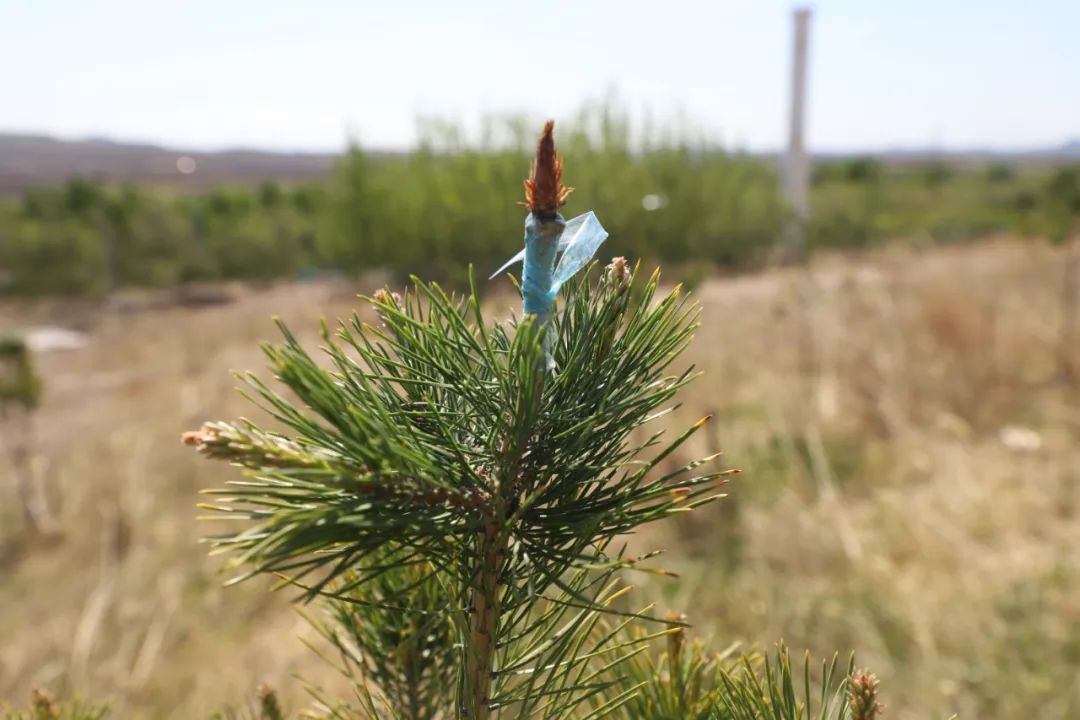 几十名工人正在林地内严格按照技术规程,进行樟子松嫁接红松栽植