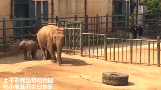亚洲小象“莫莉”周岁生日现场