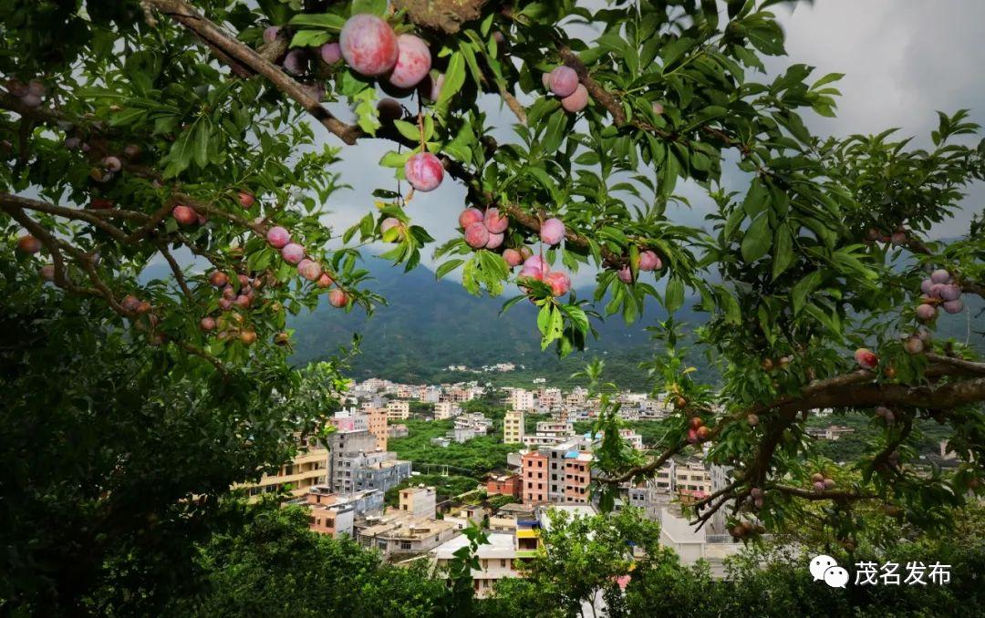 应季投入使用首期建设基本完成"中国李乡"信宜市钱排镇三华李