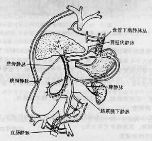 门脉高压性肠病图片