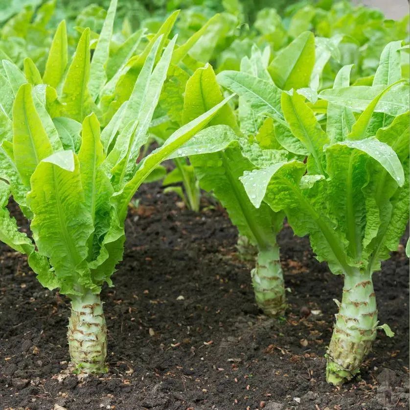 莴苣,春天里的"千金菜"