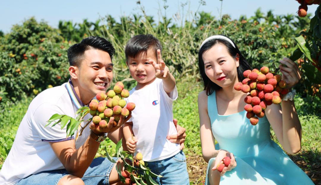 海口采摘季第一批火山荔枝线路出炉周末就出发