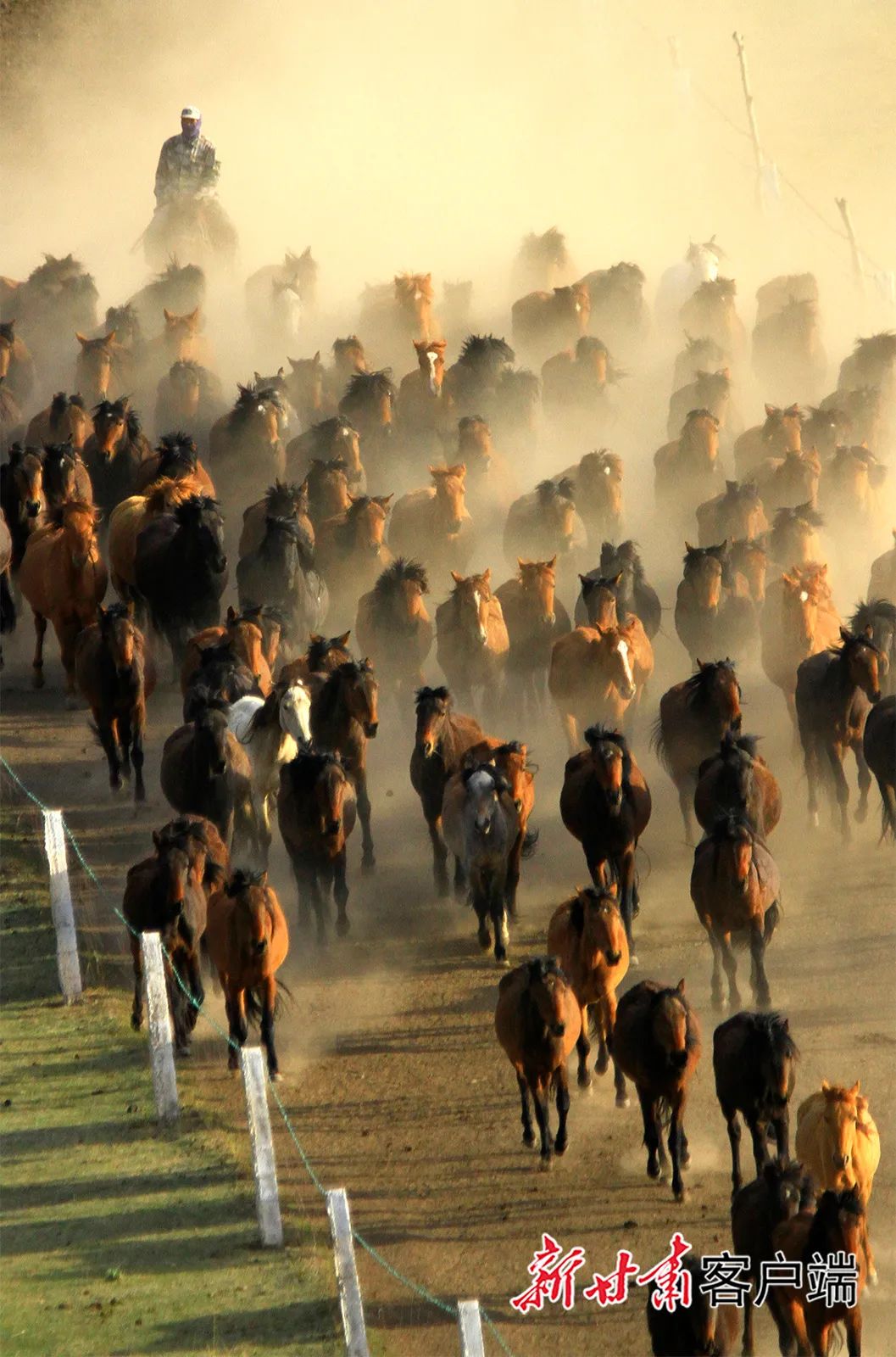 山丹马场再现万马奔腾壮观场面
