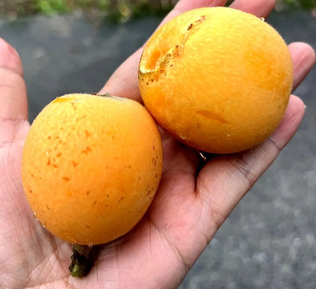 初夏美味夷陵枇杷黄