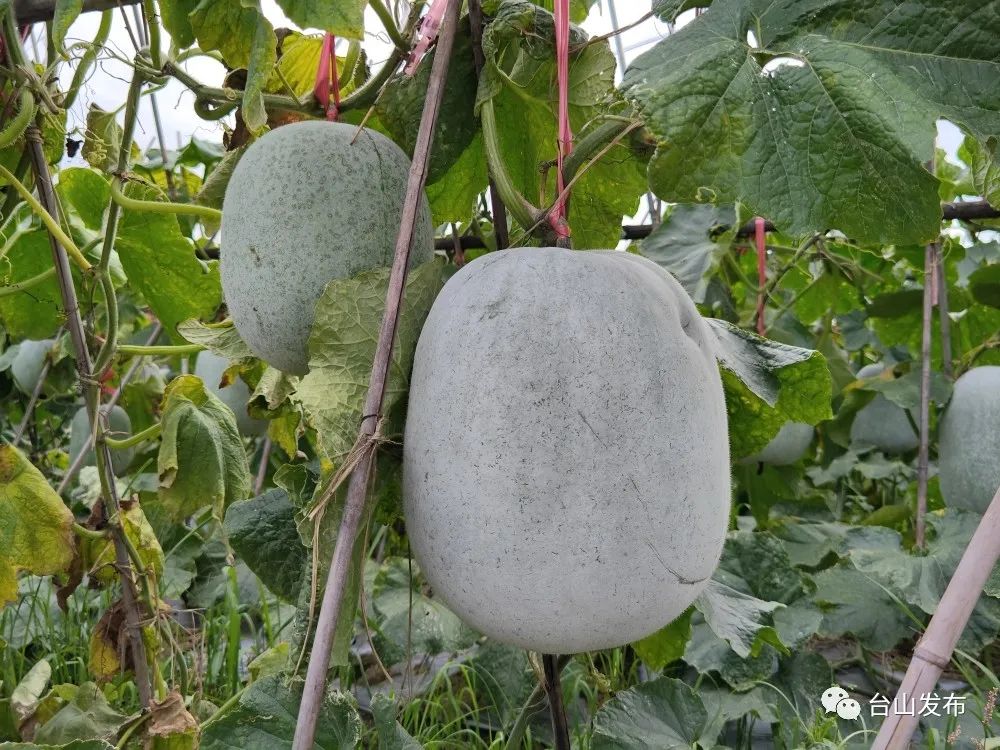 阿布在吉安村的一处瓜田看到,一个个个头壮硕的灰皮,黑皮冬瓜成排地