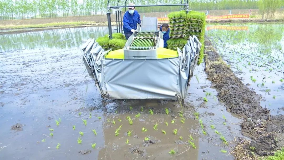 扶余市举办2022年水稻机抛秧技术推广现场会