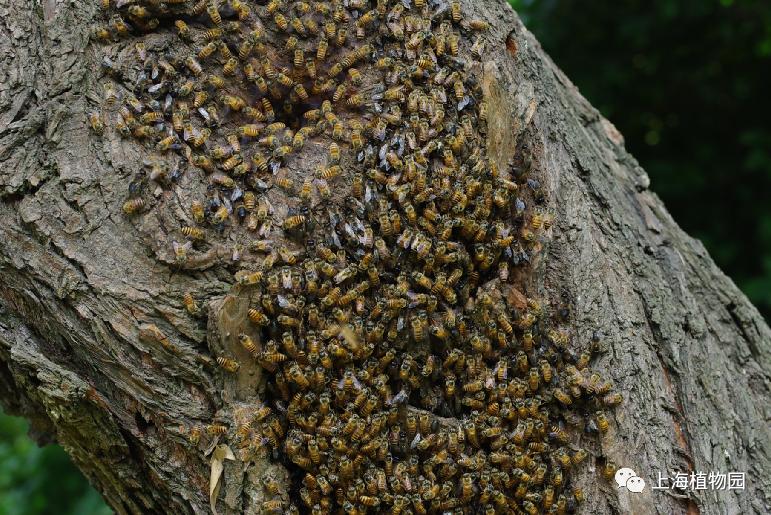 毛构成花粉篮的结构,可以挂住大量花粉,这种足有个专有的名称叫携粉足