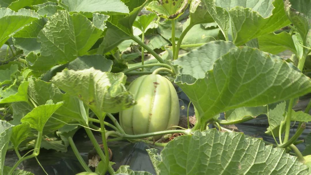 沪郊四大名瓜之一的亭林雪瓜月底大量上市