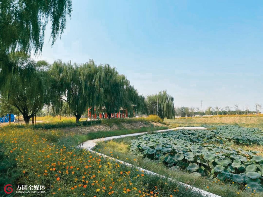 整改后的萧太后河畔,林木错落有致,已经初步建成一座生态郊野长廊公园