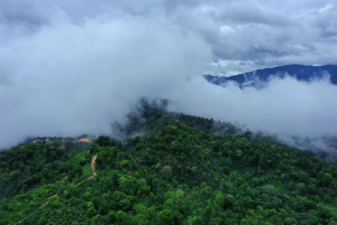 云视角云岭深山观云海品名茶