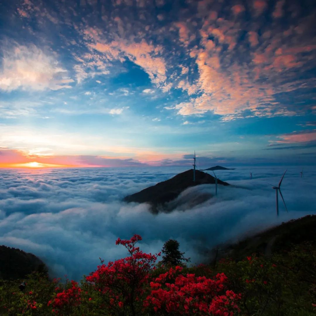 一路繁花似锦云和白鹤尖杜鹃花开