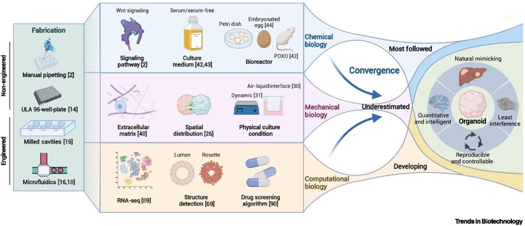 轉化類器官技術化學機械和計算生物學的融合