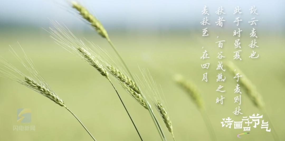 三候麦秋至二候靡草死一候苦菜秀小满三候籽粒开始灌浆北方麦类等夏熟