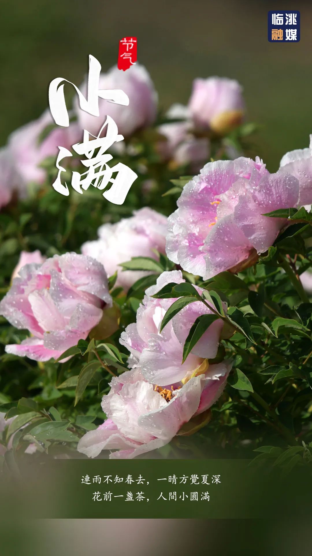 大美临洮最好人生是小满花未全开月未圆