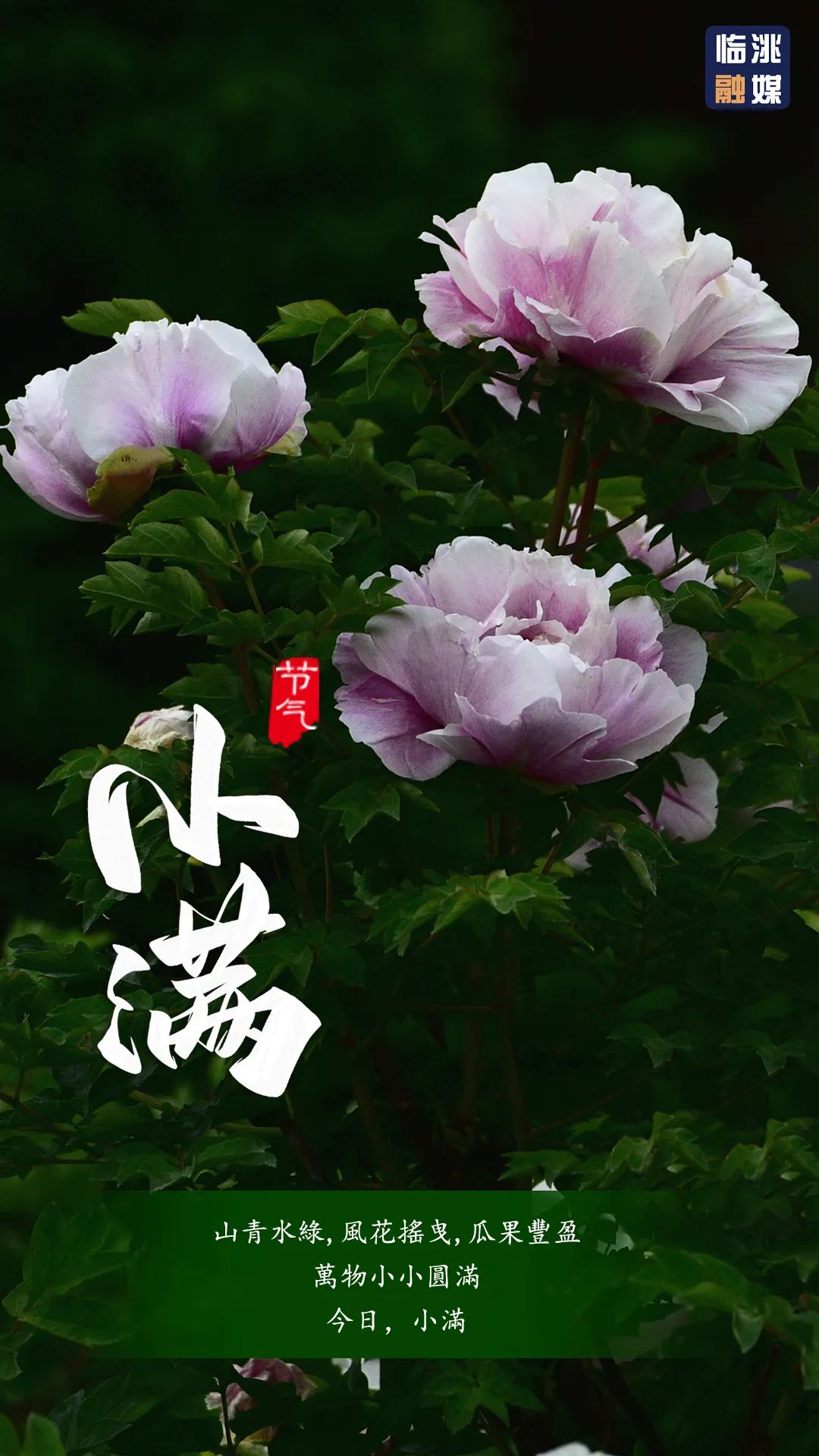 大美临洮最好人生是小满花未全开月未圆