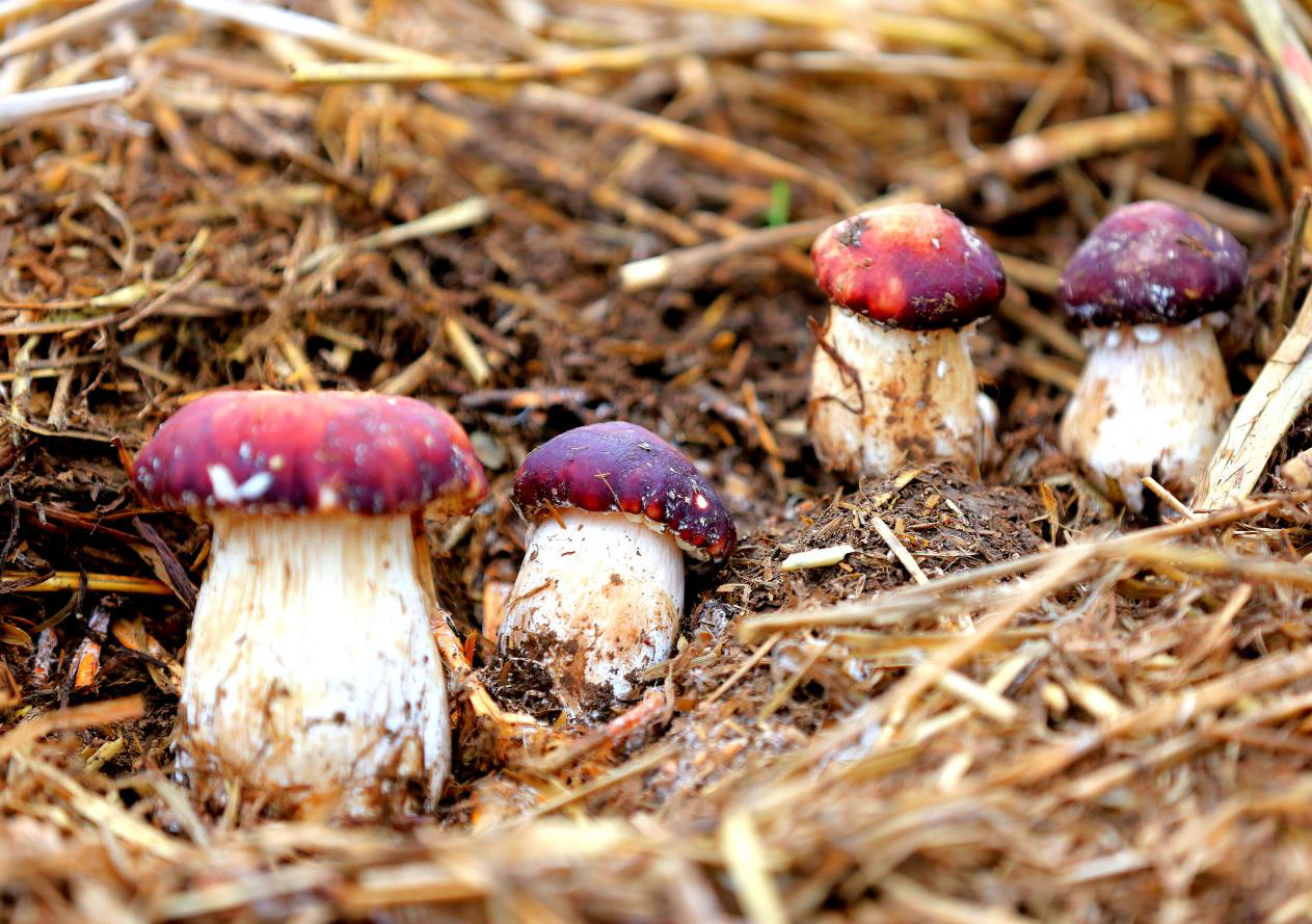 菌菇的生长条件图片