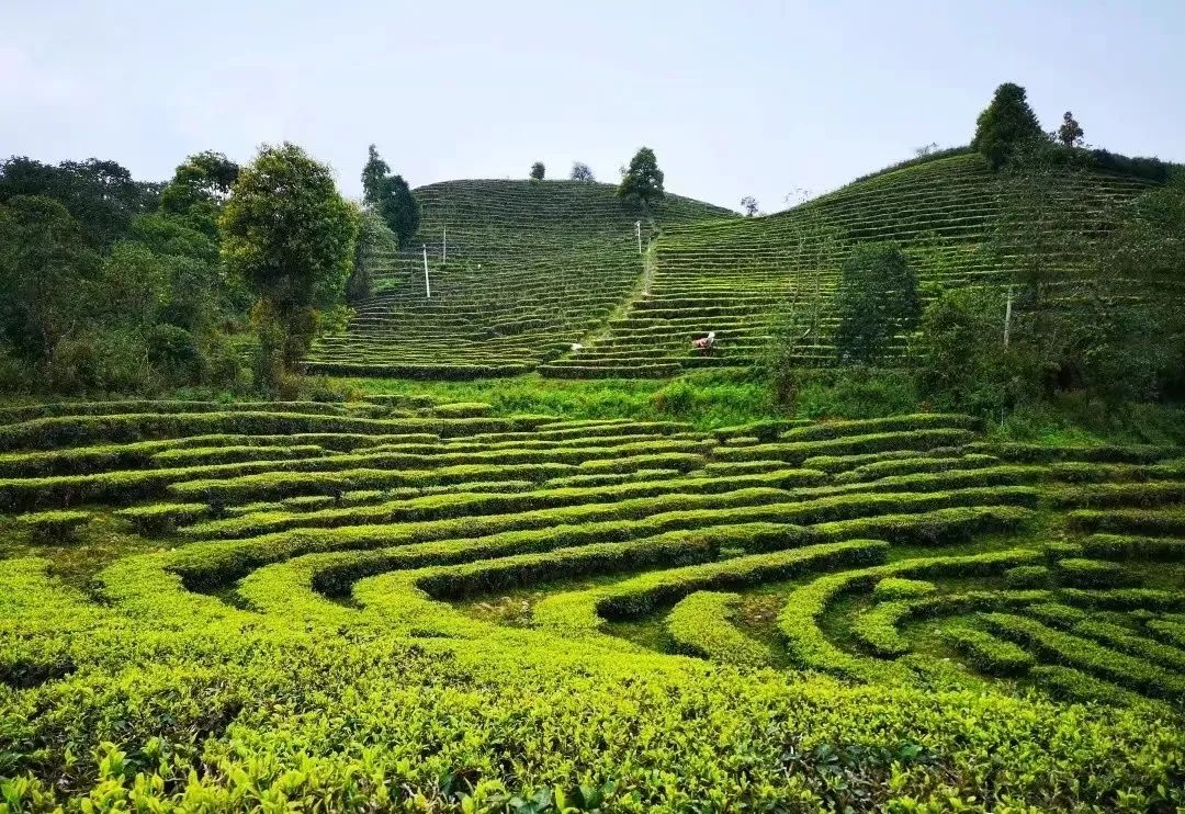 象往的地方向往的好茶勐海茶香醉四方