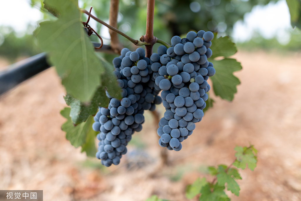 宁夏吴忠一酒庄,葡萄即将成熟,图/视觉中国