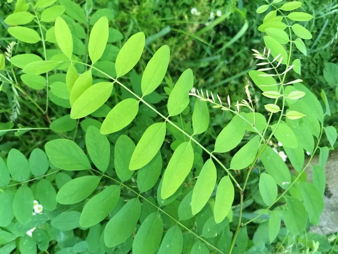 看爱吃树叶的动物,认动物爱吃的树叶~
