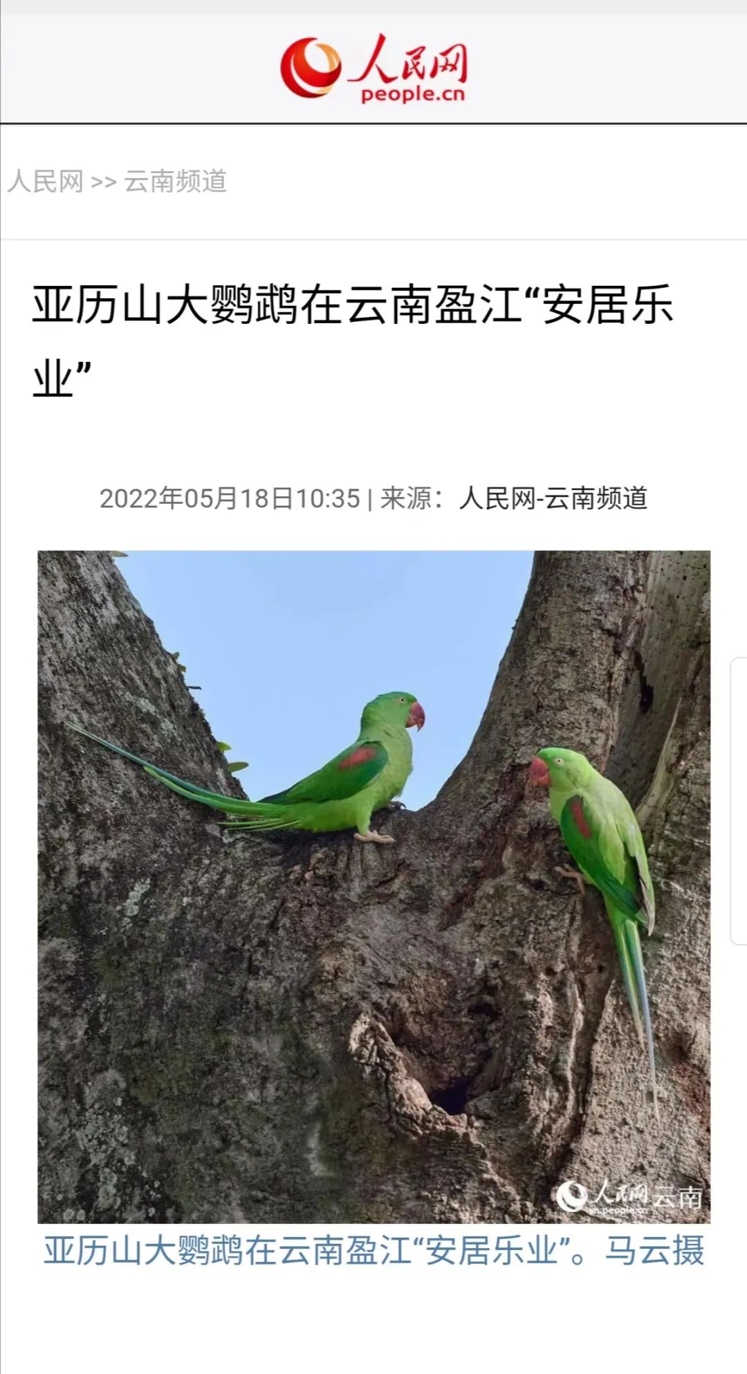亚历山大鹦鹉在云南盈江自然繁殖成功_凤凰网视频_凤凰网