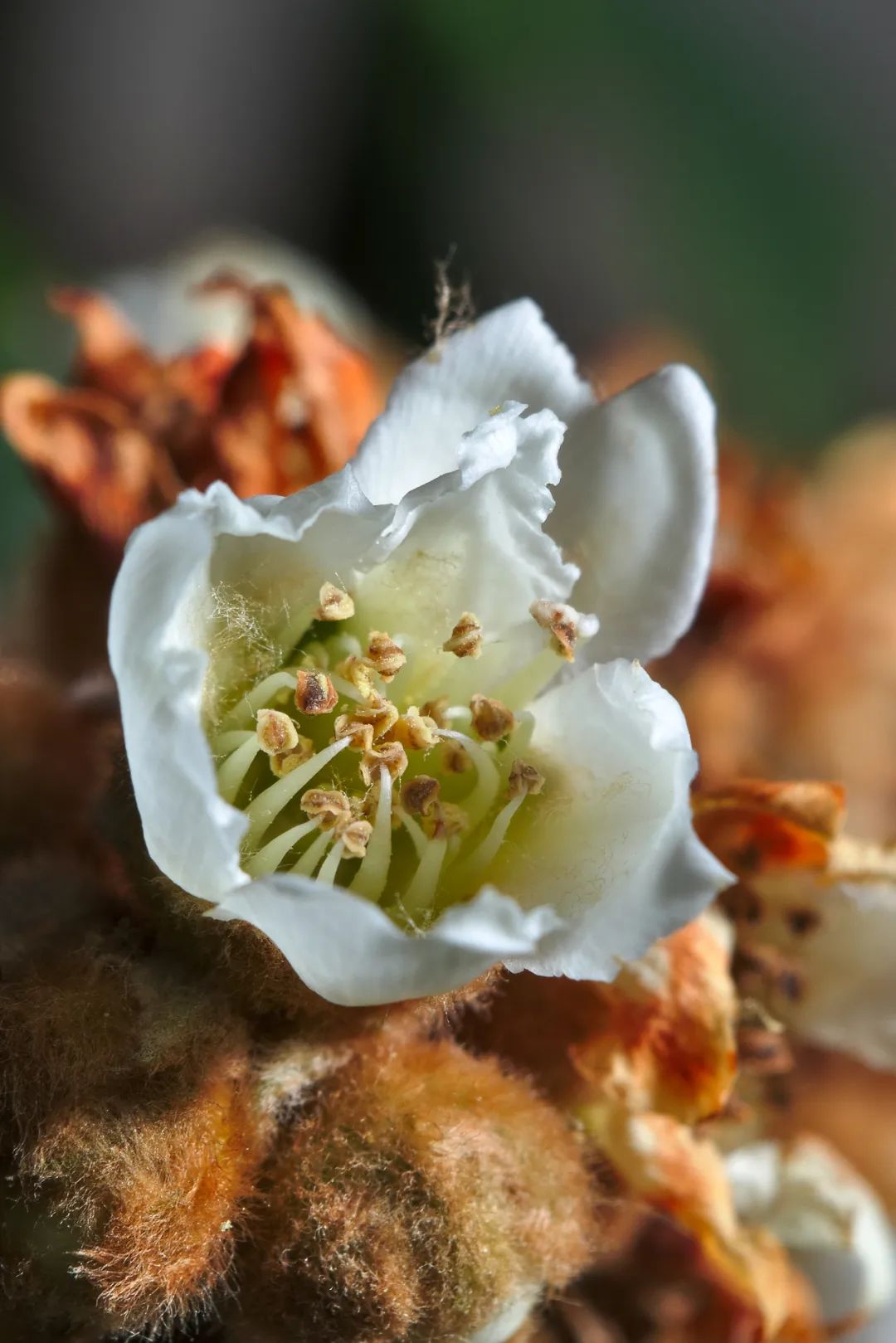 南方人有多爱枇杷