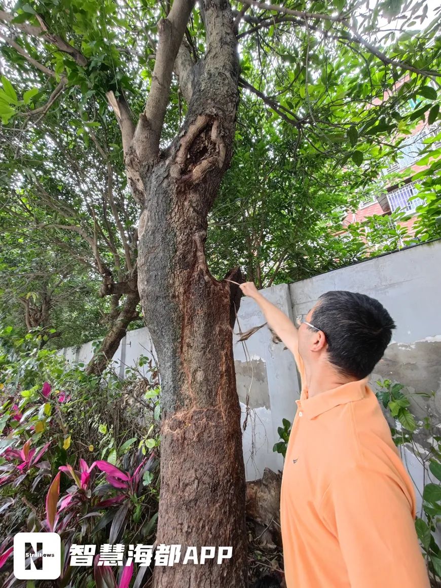 当心福州一小区内碗口粗树枝一推就掉