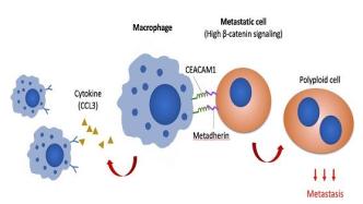 港大生物学家揭示巨噬细胞促进卵巢癌腹膜转移的新机制